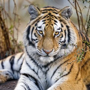 Preview wallpaper tiger, predator, muzzle, big cat, glance, paws