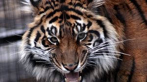 Preview wallpaper tiger, predator, muzzle, eyes, aggression