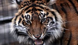 Preview wallpaper tiger, predator, muzzle, eyes, aggression