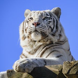 Preview wallpaper tiger, predator, paw, big cat, animal
