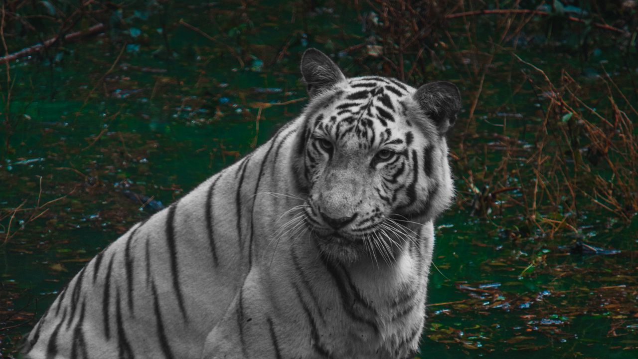 Wallpaper tiger, predator, pond, animal, big cat