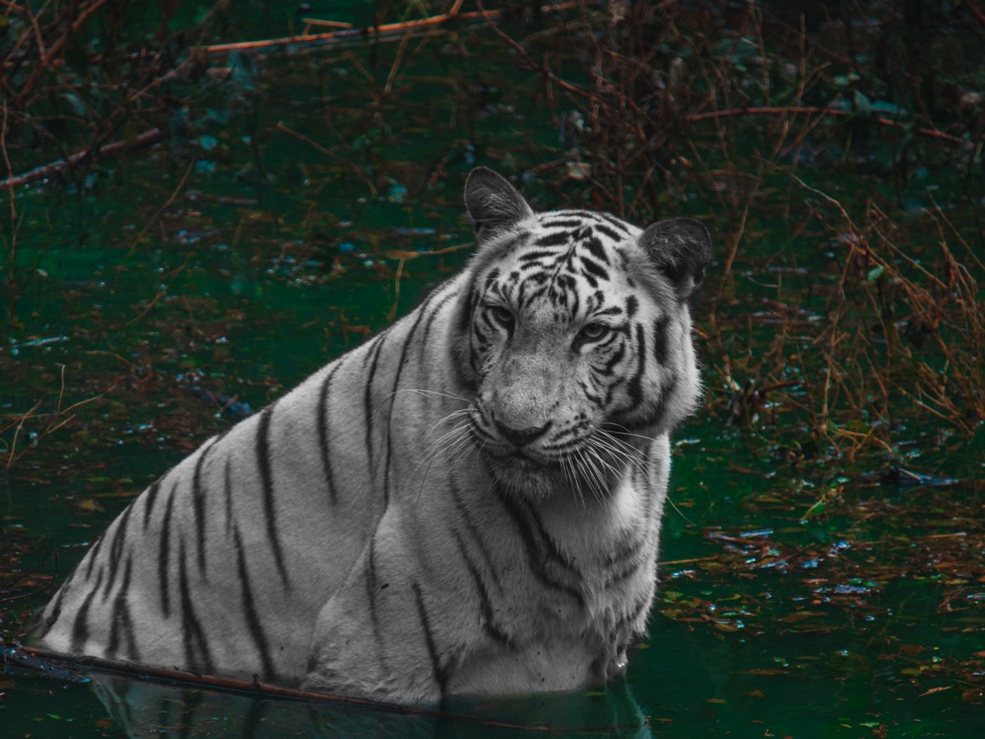 Download Wallpaper 1400x1050 Tiger Predator Pond Animal Big Cat