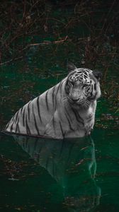 Preview wallpaper tiger, predator, pond, animal, big cat