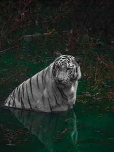 Preview wallpaper tiger, predator, pond, animal, big cat