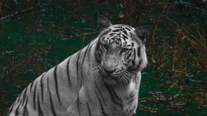 Preview wallpaper tiger, predator, pond, animal, big cat