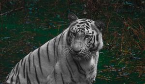 Preview wallpaper tiger, predator, pond, animal, big cat