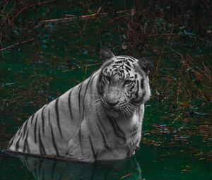 Preview wallpaper tiger, predator, pond, animal, big cat