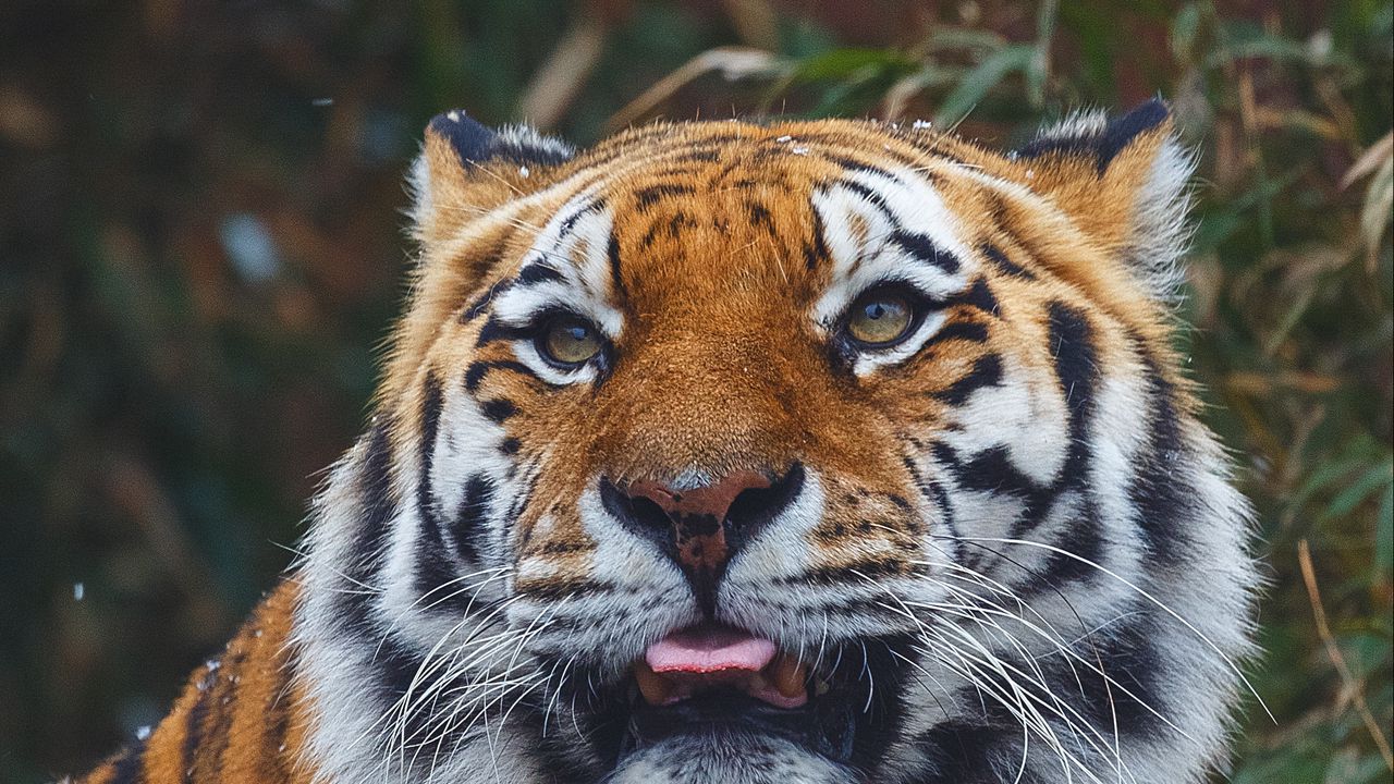 Wallpaper tiger, predator, protruding tongue, muzzle, big cat