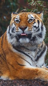 Preview wallpaper tiger, predator, protruding tongue, muzzle, big cat