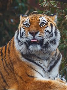 Preview wallpaper tiger, predator, protruding tongue, muzzle, big cat