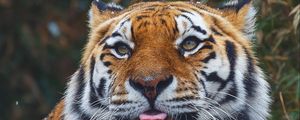 Preview wallpaper tiger, predator, protruding tongue, muzzle, big cat