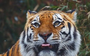Preview wallpaper tiger, predator, protruding tongue, muzzle, big cat