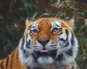 Preview wallpaper tiger, predator, protruding tongue, muzzle, big cat