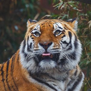 Preview wallpaper tiger, predator, protruding tongue, muzzle, big cat