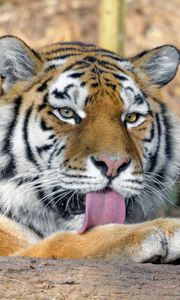 Preview wallpaper tiger, predator, protruding tongue, big cat, wildlife
