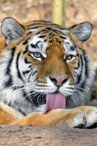 Preview wallpaper tiger, predator, protruding tongue, big cat, wildlife