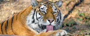 Preview wallpaper tiger, predator, protruding tongue, big cat, wildlife
