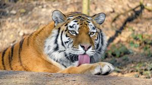 Preview wallpaper tiger, predator, protruding tongue, big cat, wildlife