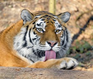 Preview wallpaper tiger, predator, protruding tongue, big cat, wildlife