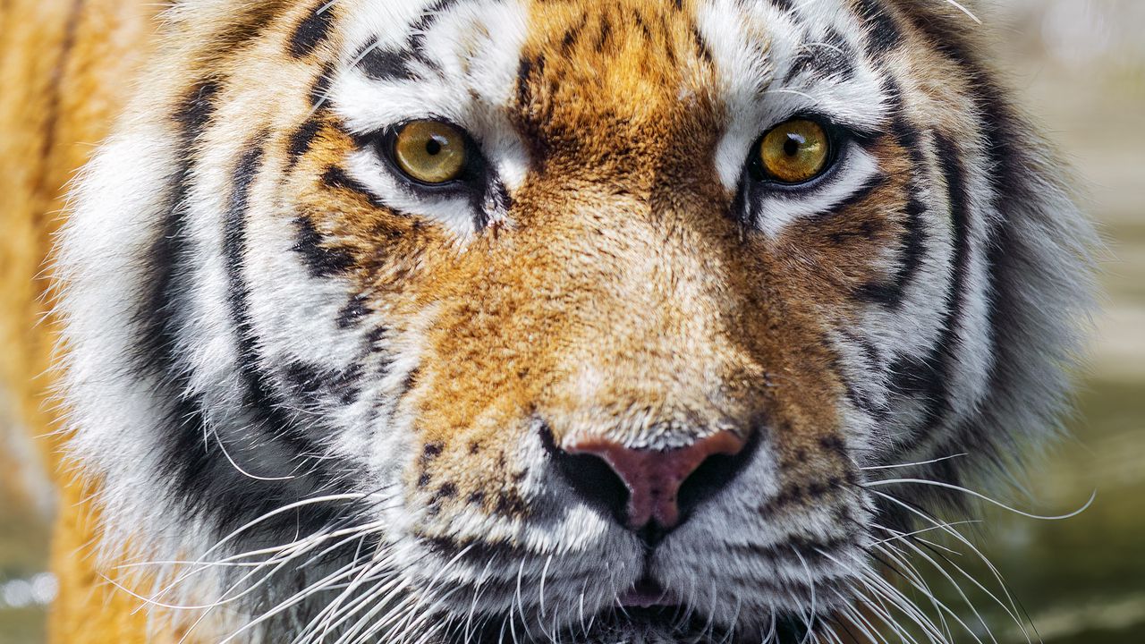 Wallpaper tiger, predator, reflection, head, wild, big cat