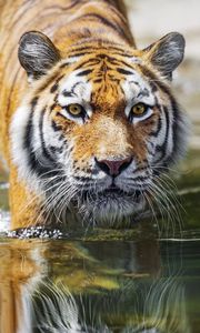 Preview wallpaper tiger, predator, reflection, head, wild, big cat