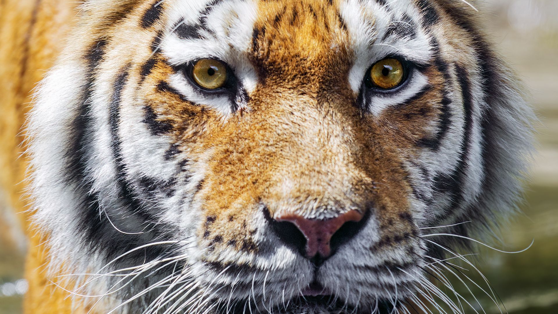 Download wallpaper 1920x1080 tiger, predator, reflection, head, wild ...