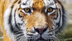 Preview wallpaper tiger, predator, reflection, head, wild, big cat