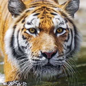 Preview wallpaper tiger, predator, reflection, head, wild, big cat
