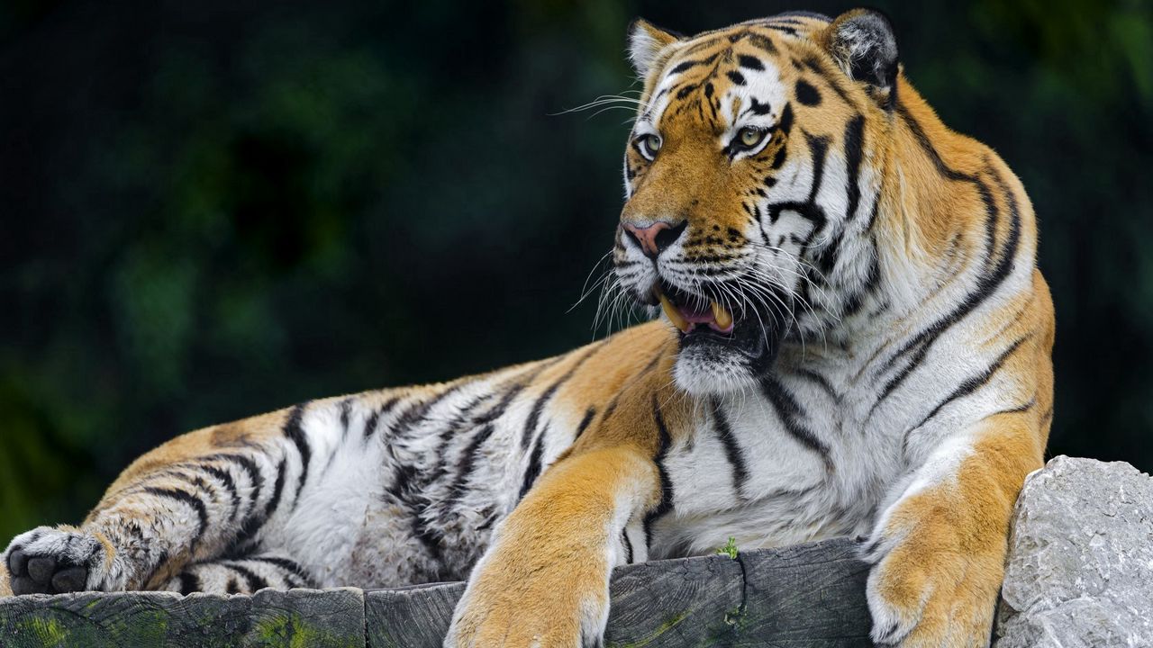 Wallpaper tiger, predator, rest