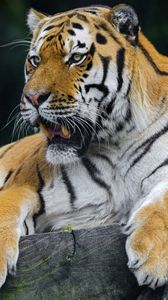 Preview wallpaper tiger, predator, rest