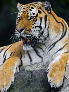 Preview wallpaper tiger, predator, rest