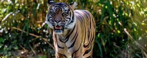 Preview wallpaper tiger, predator, roar, big cat