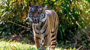 Preview wallpaper tiger, predator, roar, big cat