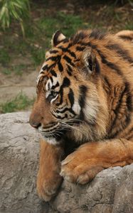 Preview wallpaper tiger, predator, rock, sit