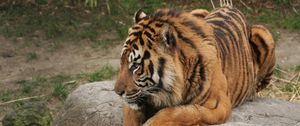 Preview wallpaper tiger, predator, rock, sit