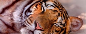 Preview wallpaper tiger, predator, sleeping, muzzle