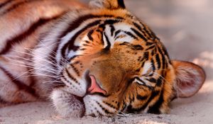Preview wallpaper tiger, predator, sleeping, muzzle