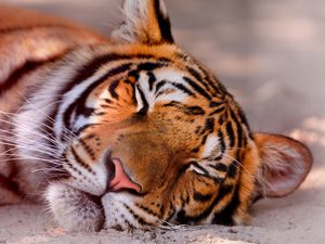 Preview wallpaper tiger, predator, sleeping, muzzle