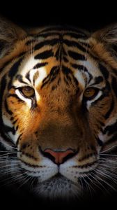 Preview wallpaper tiger, predator, snout, shadow