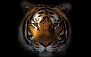 Preview wallpaper tiger, predator, snout, shadow