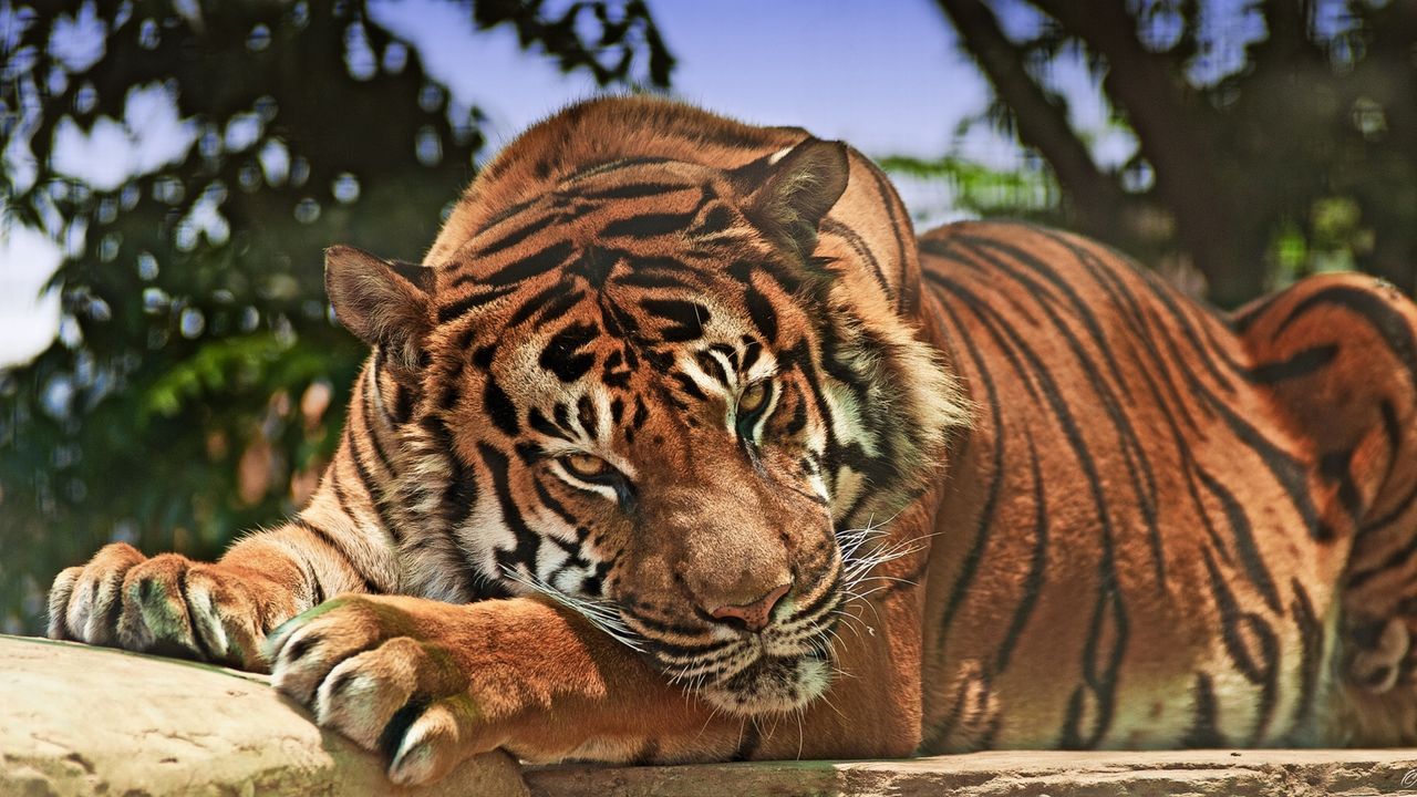 Wallpaper tiger, predator, snout, aggression, big cat
