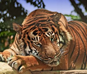 Preview wallpaper tiger, predator, snout, aggression, big cat