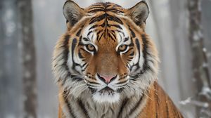 Preview wallpaper tiger, predator, snow, winter, wildlife