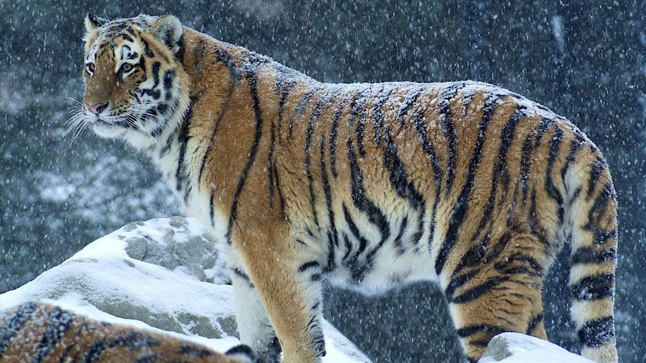 Wallpaper tiger, predator, snow, winter, stand