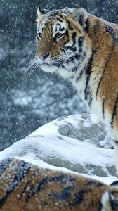 Preview wallpaper tiger, predator, snow, winter, stand