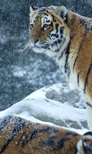 Preview wallpaper tiger, predator, snow, winter, stand