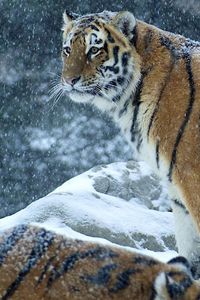 Preview wallpaper tiger, predator, snow, winter, stand