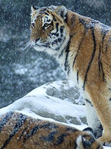 Preview wallpaper tiger, predator, snow, winter, stand