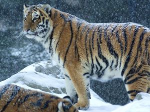 Preview wallpaper tiger, predator, snow, winter, stand