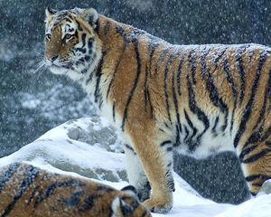 Preview wallpaper tiger, predator, snow, winter, stand